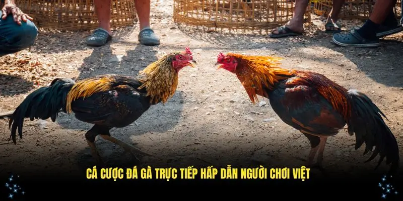 Cá cược đá gà trực tiếp hấp dẫn mọi người chơi tại Việt Nam
