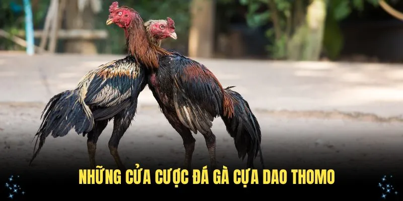 Những cửa cược đá gà cựa dao Thomo cơ bản cần nắm