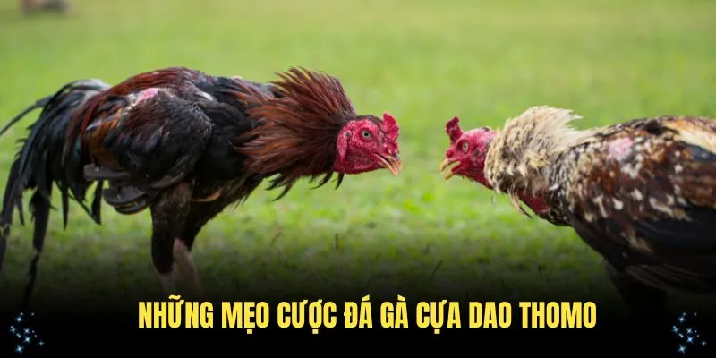 Những mẹo cược đá gà cựa dao Thomo tại OKWIN bạn cần ghi nhớ