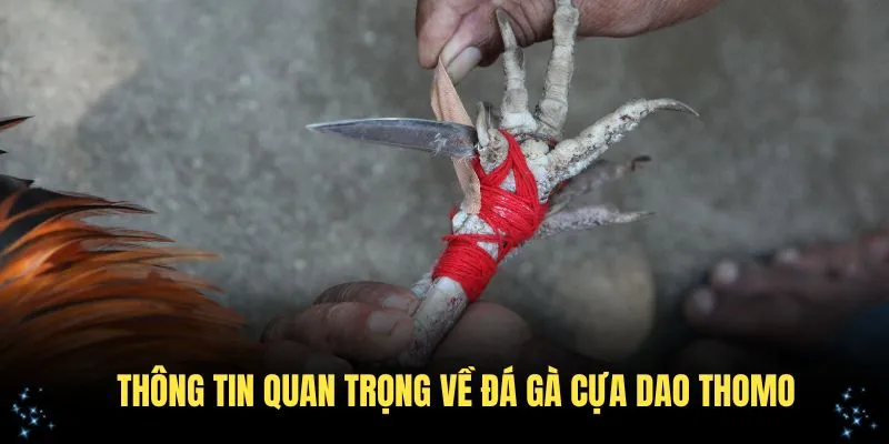 Các thông tin quan trọng về hình thức đá gà cựa dao Thomo