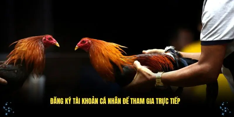 Cá cược đá gà trực tiếp bắt đầu với tài khoản cá nhân