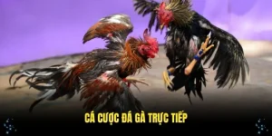 ca-cuoc-da-ga-truc-tiep