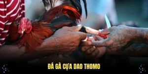 đá gà cựa dao thomo