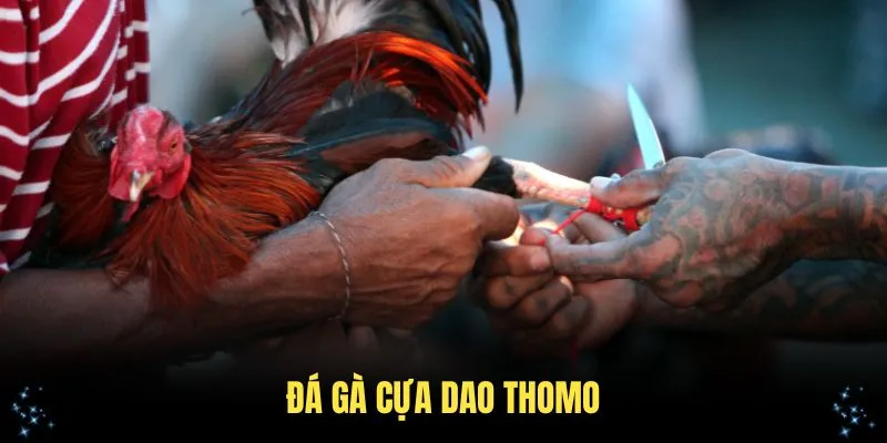 đá gà cựa dao thomo